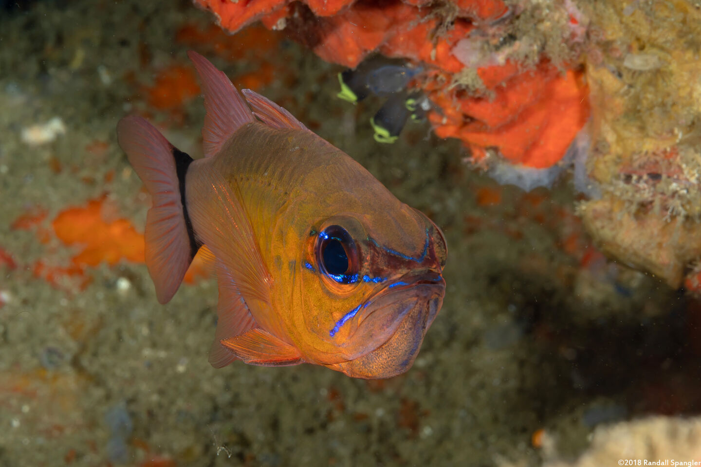 Ostorhinchus aureus (Ringtailed Cardinalfish)