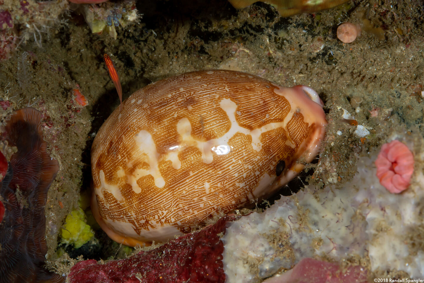 Leporicypraea mappa (Map Cowrie)