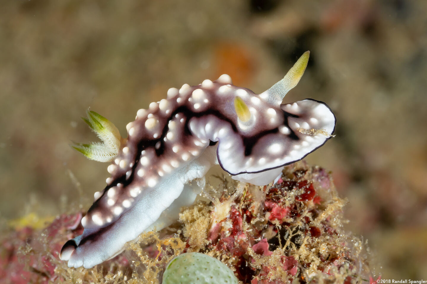 Goniobranchus geometricus (Geometric Chromodoris)