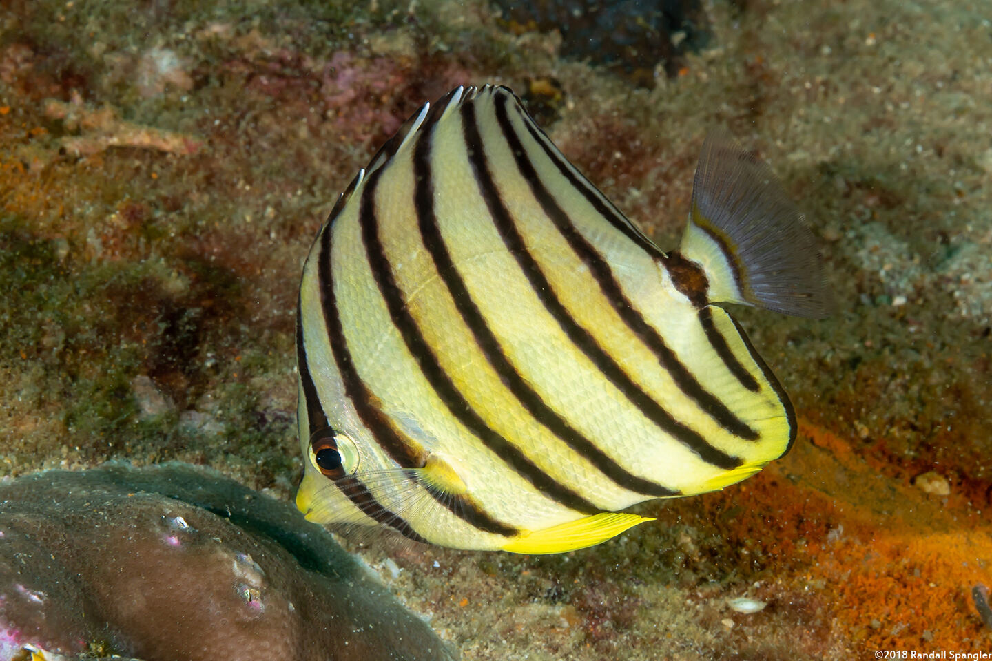 Chaetodon octofasciatus (Eight-Banded Butterflyfish)