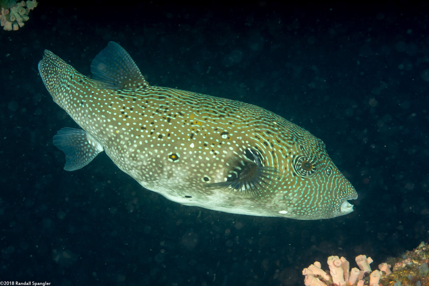 Arothron caeruleopunctatus (Blue-Spotted Puffer)