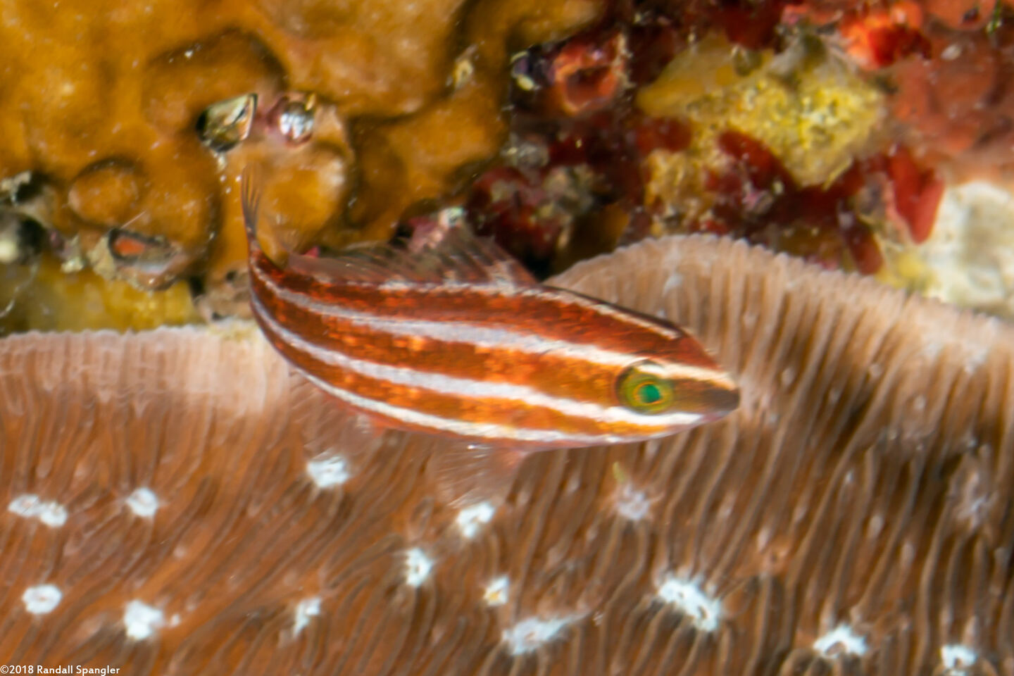 Chlorurus spilurus (Bullethead Parrotfish)