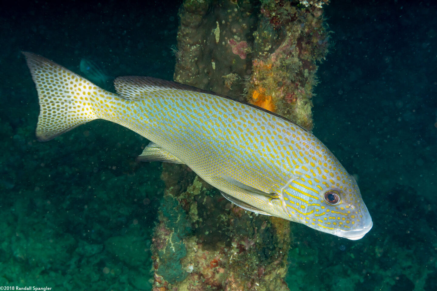 Diagramma pictum (Silver Sweetlips)