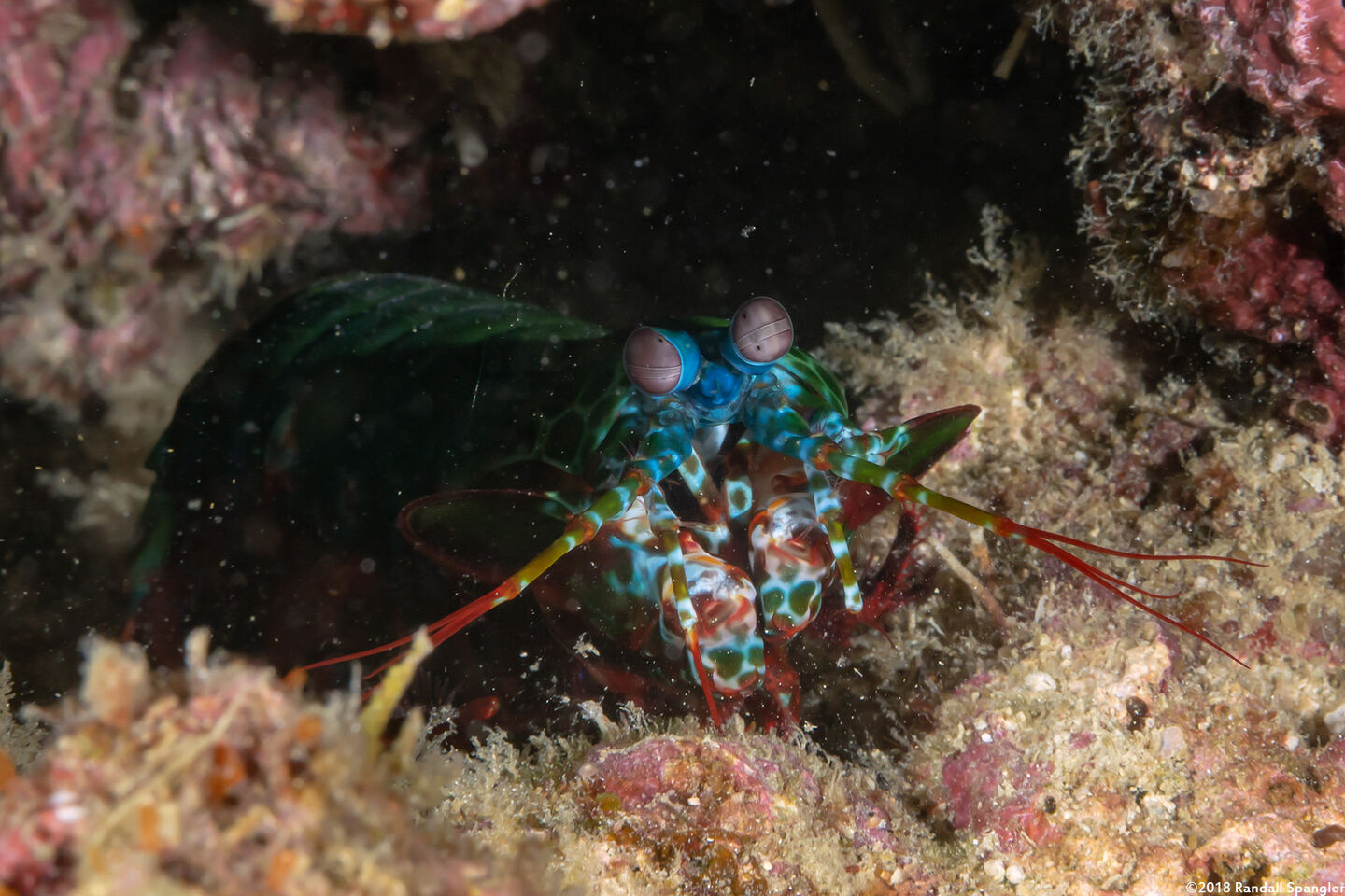 Odontodactylus scyllarus (Peacock Mantis Shrimp)