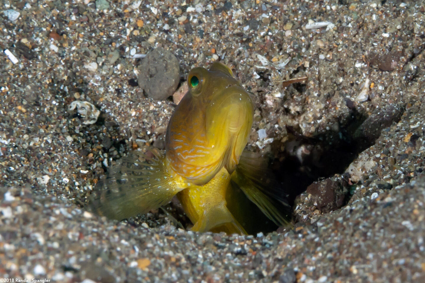 Cryptocentrus cinctus (Banded Shrimpgoby)