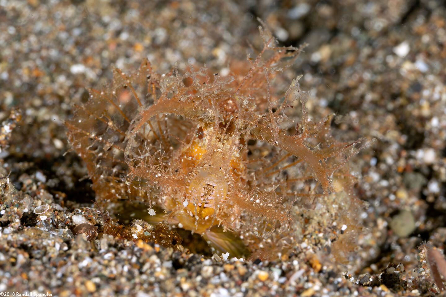 Pteroidichthys amboinensis (Ambon Scorpionfish)