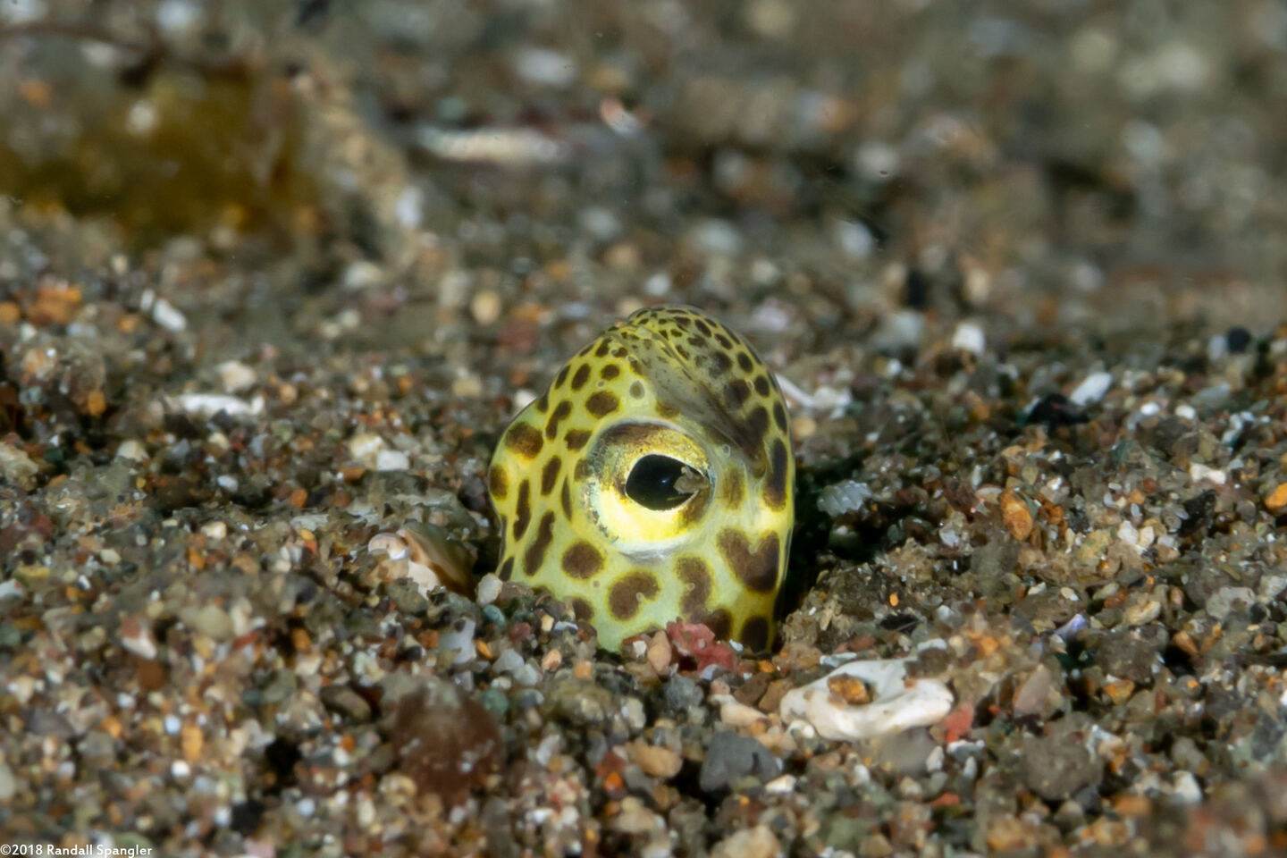 Heteroconger taylori (Taylor's Garden Eel)
