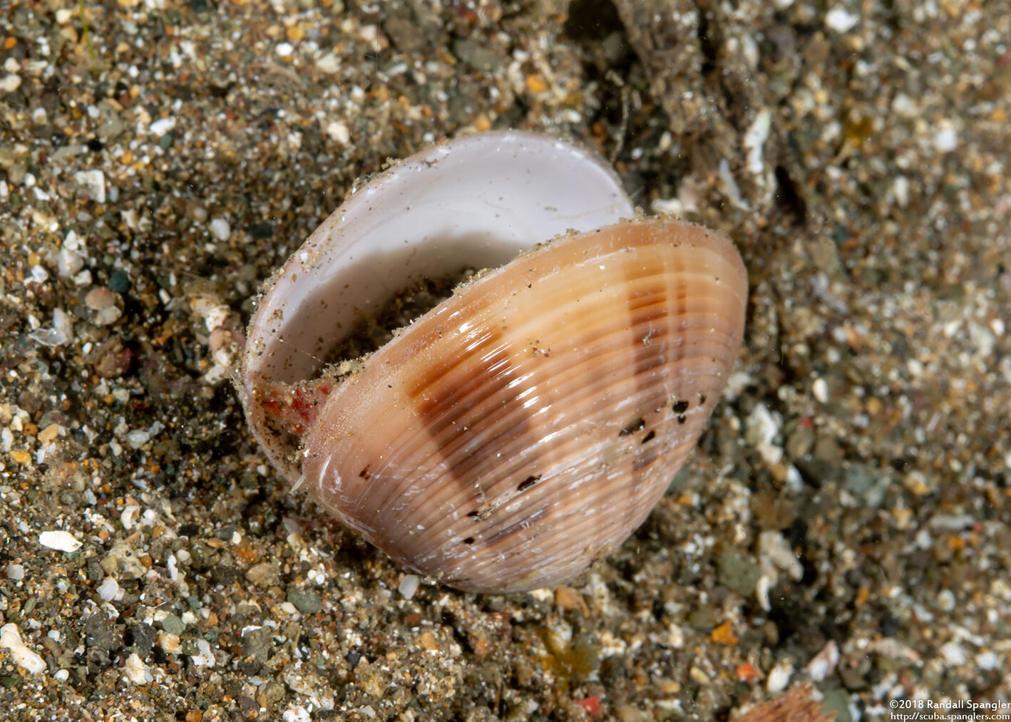 Callista planatella (Planetary Venus)