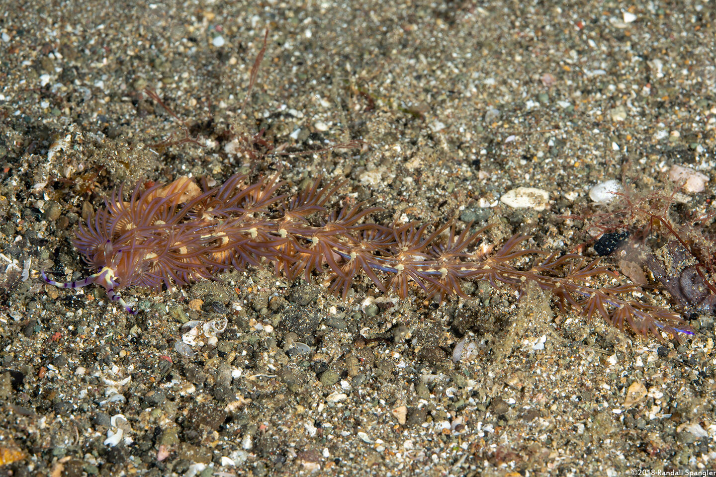 Pteraeolidia semperi (Blue Dragon Nudibranch)