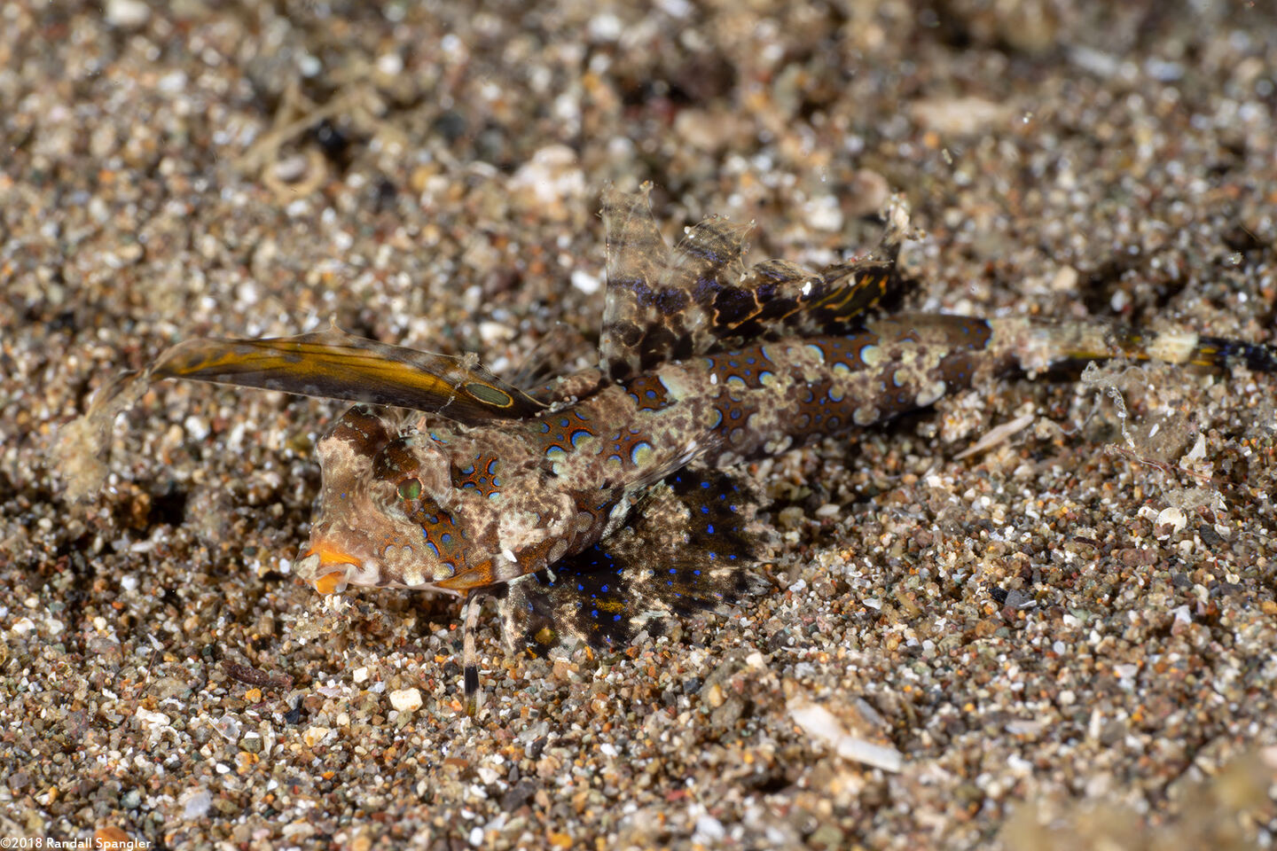 Dactylopus kuiteri (Orange & Black Dragonet)