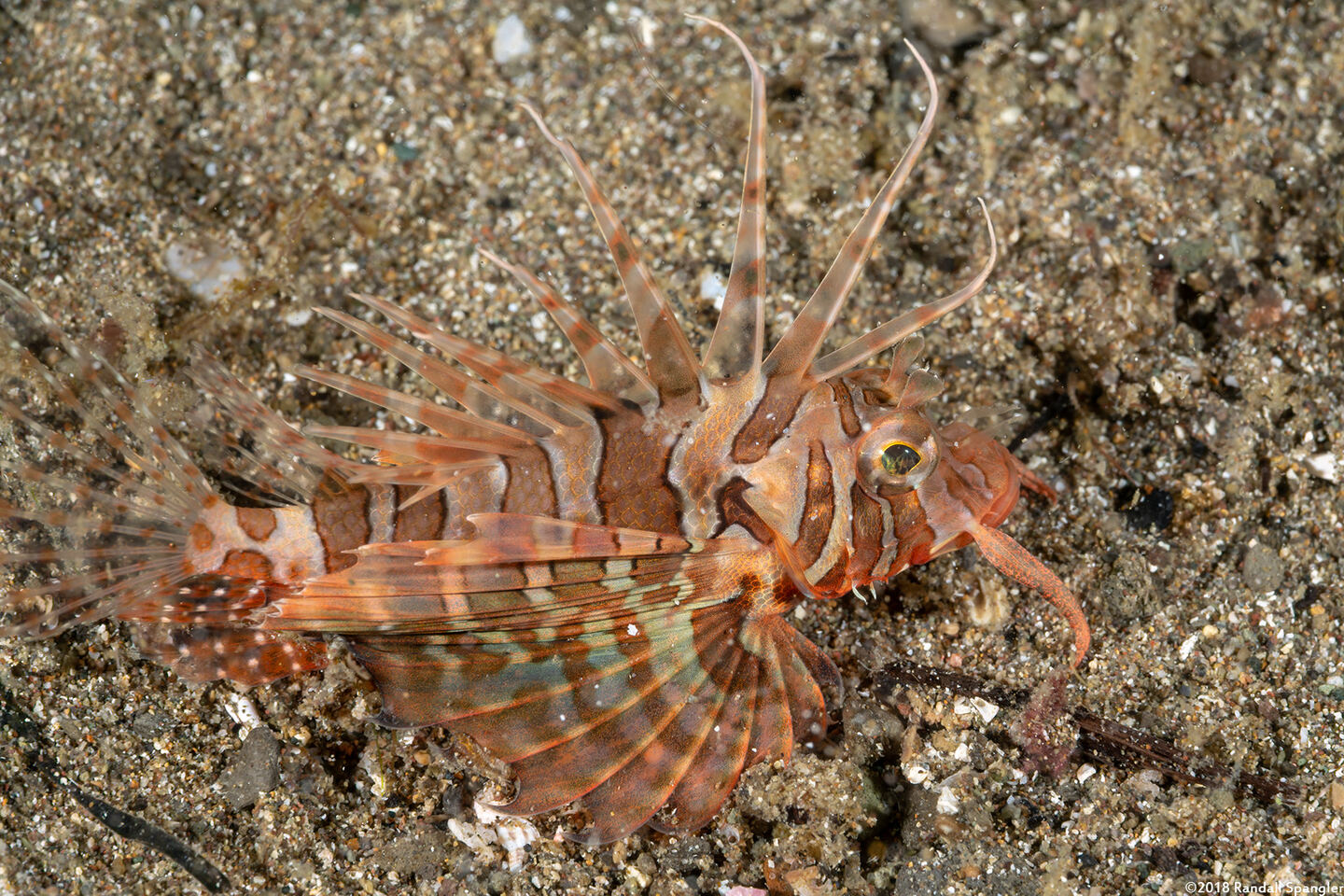 Parapterois heterura (Gurnard Lionfish)