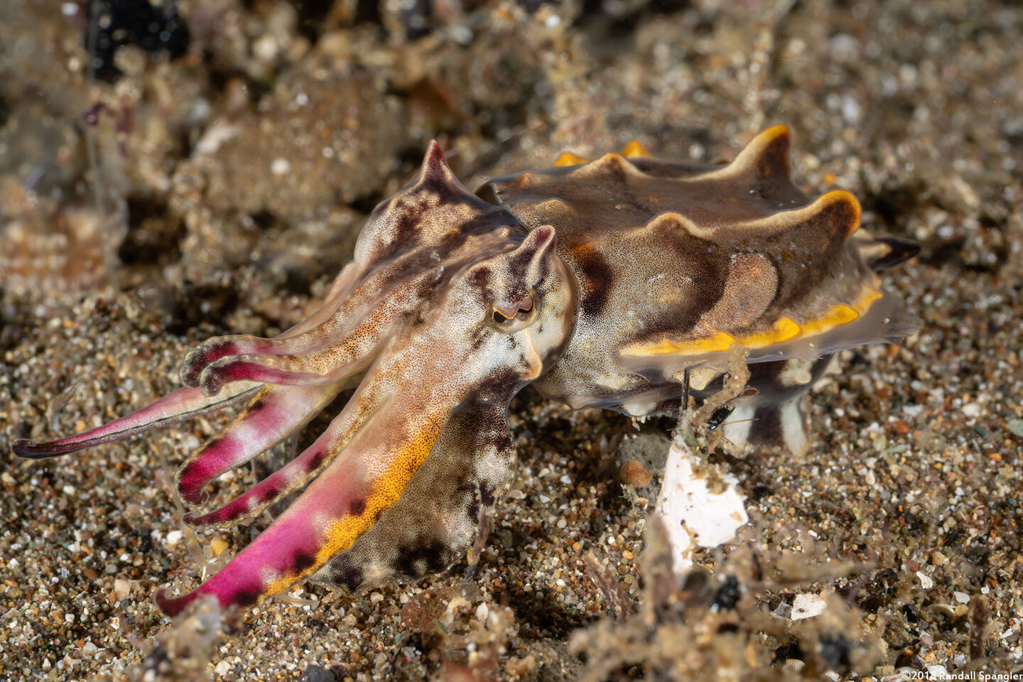Metasepia pfefferi (Flamboyant Cuttlefish)