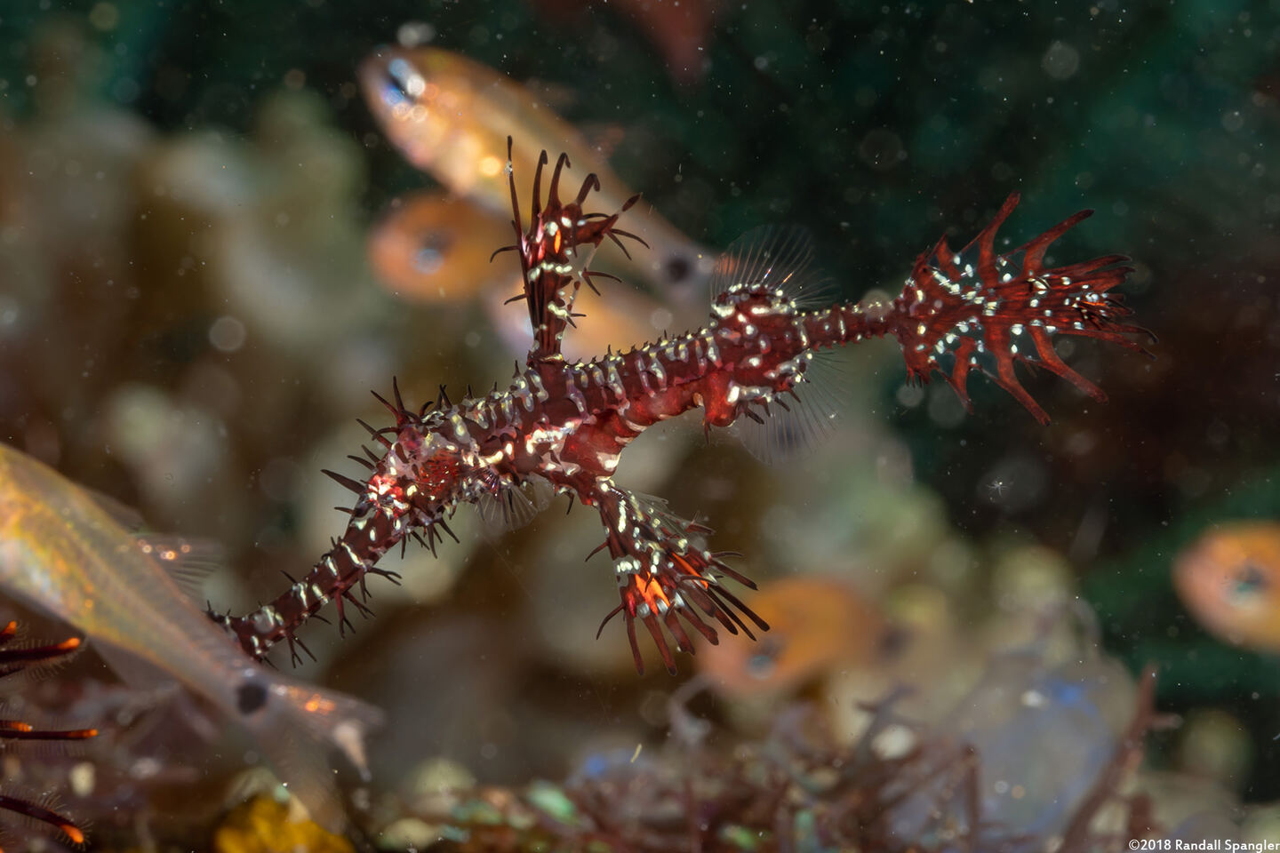 Solenostomus paradoxus (Ornate Ghost Pipefish)