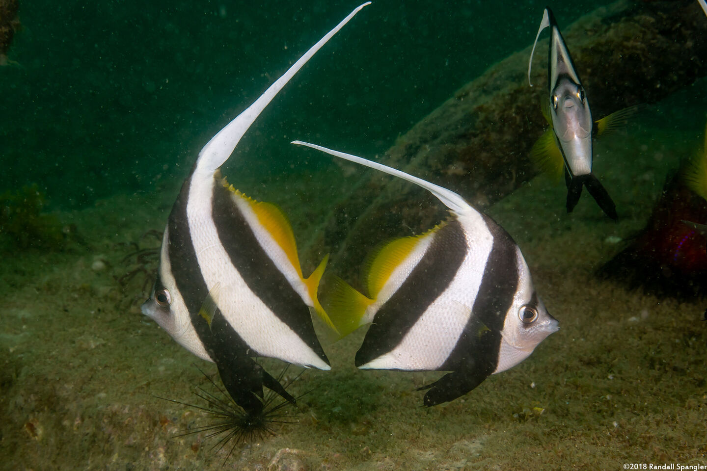 Heniochus diphreutes (Schooling Bannerfish)