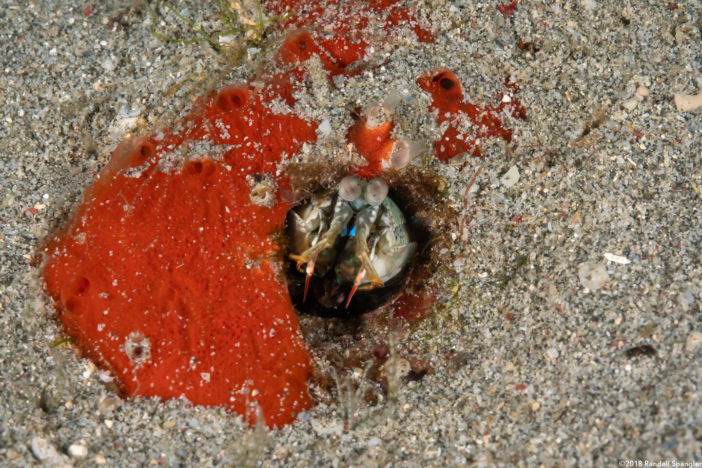 Haptosquilla stoliura (Blue Spot Mantis)