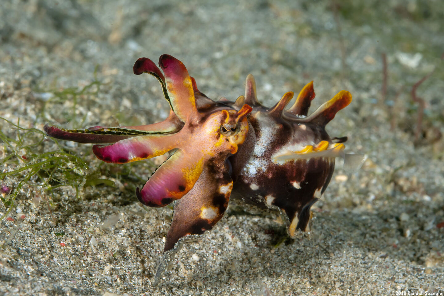 Metasepia pfefferi (Flamboyant Cuttlefish)