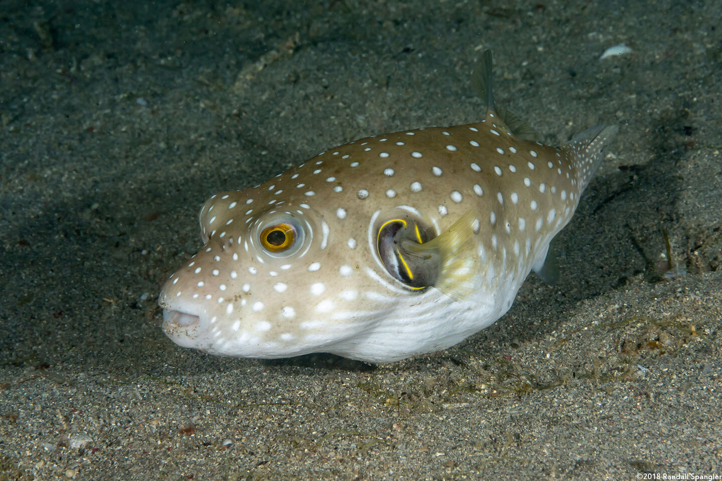 Arothron hispidus (White-Spotted Puffer)