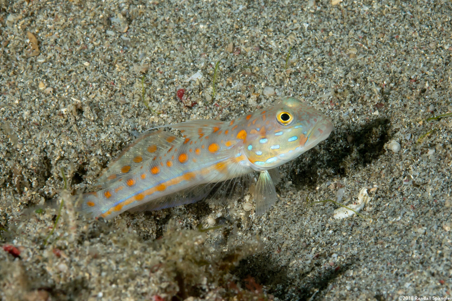 Valenciennea puellaris (Orange-Dashed Goby)