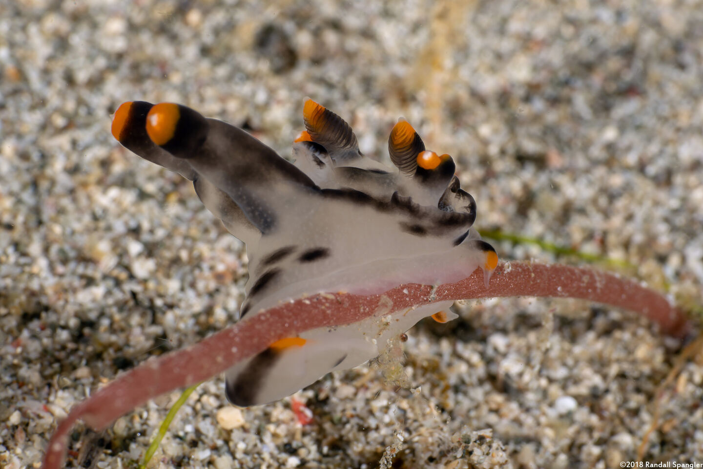 Thecacera picta (Painted Thecacera)