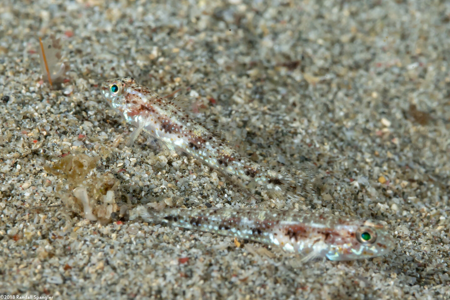 Arcygobius baliurus (Sand Goby)