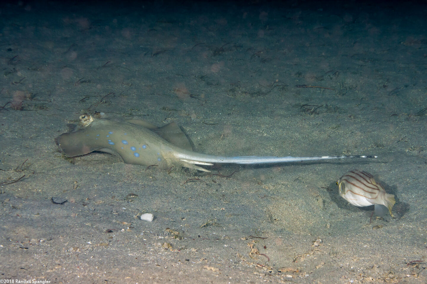 Neotrygon kuhlii (Blue-Spotted Stingray)