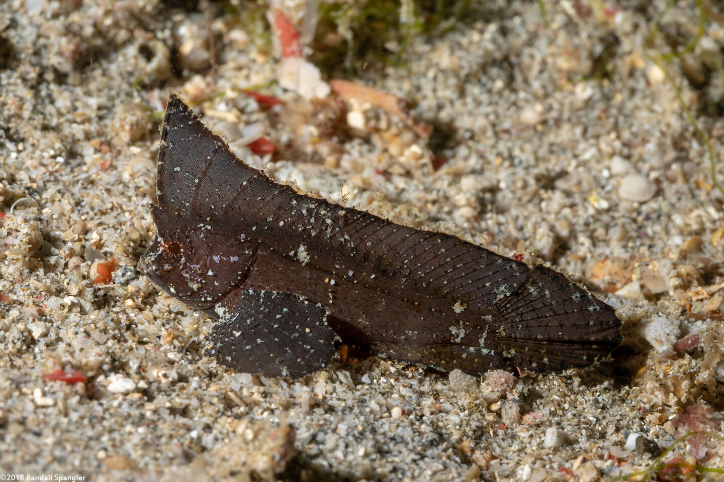 Ablabys macracanthus (Spiny Waspfish)