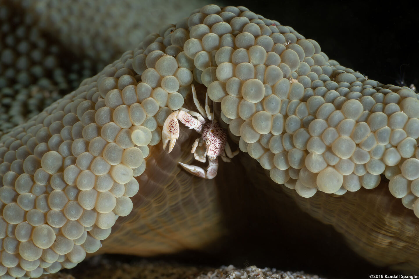 Stichodactyla haddoni (Haddon's Sea Anemone)