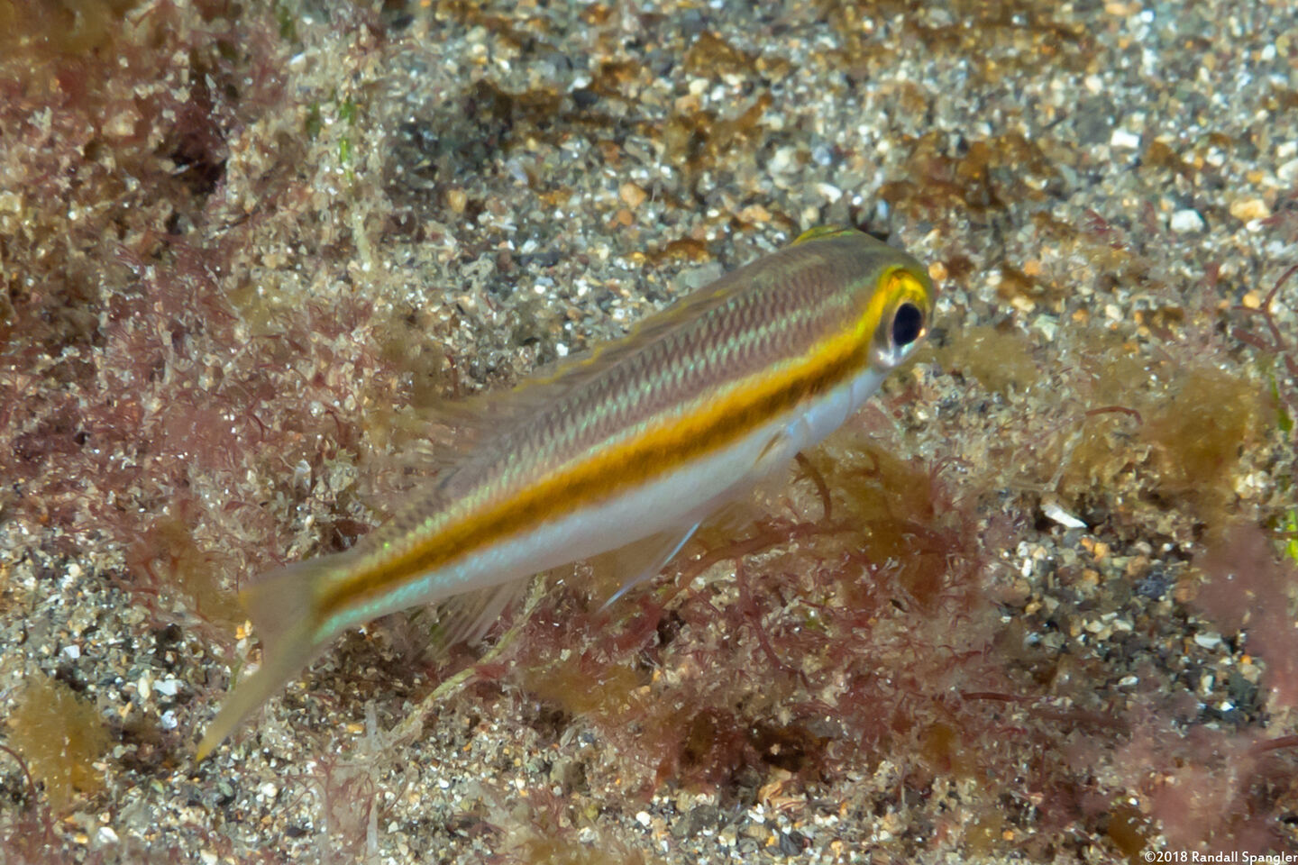 Lutjanus vitta (Brownstripe Snapper)