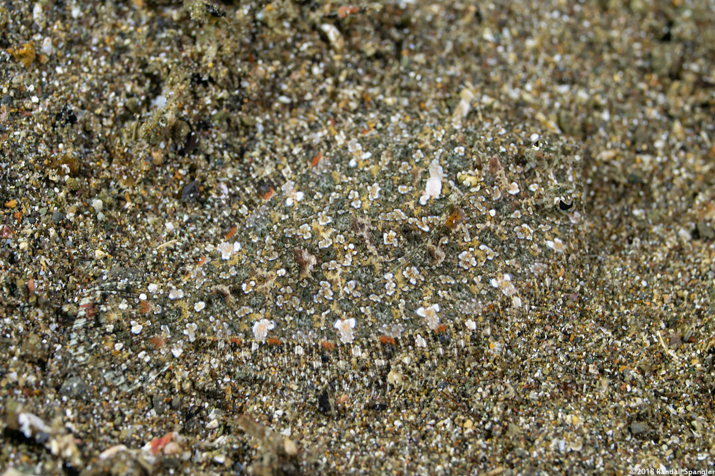 Engyprosopon macrolepis (Largescale Dwarf Flounder)