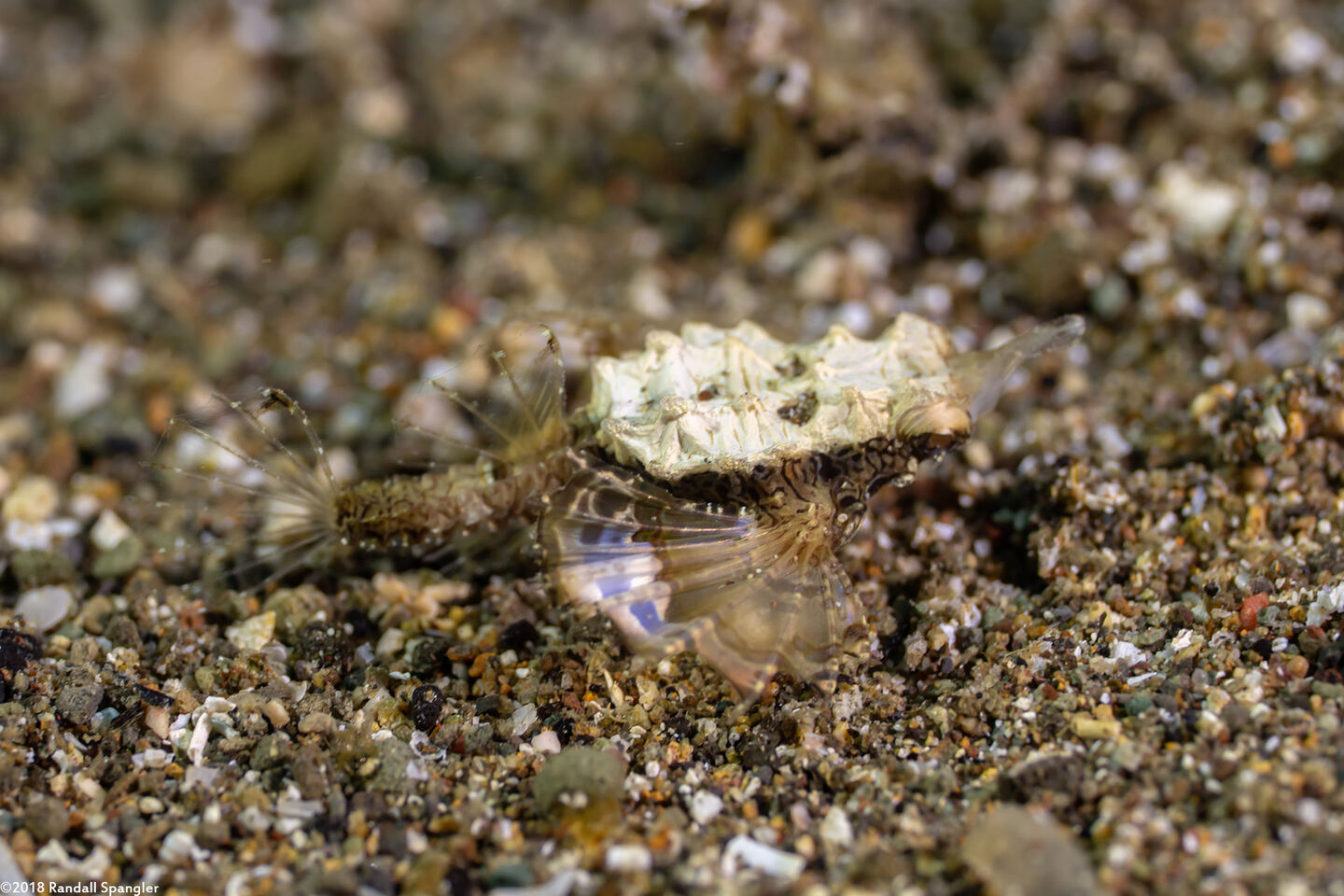 Eurypegasus draconis (Dragon Sea Moth)