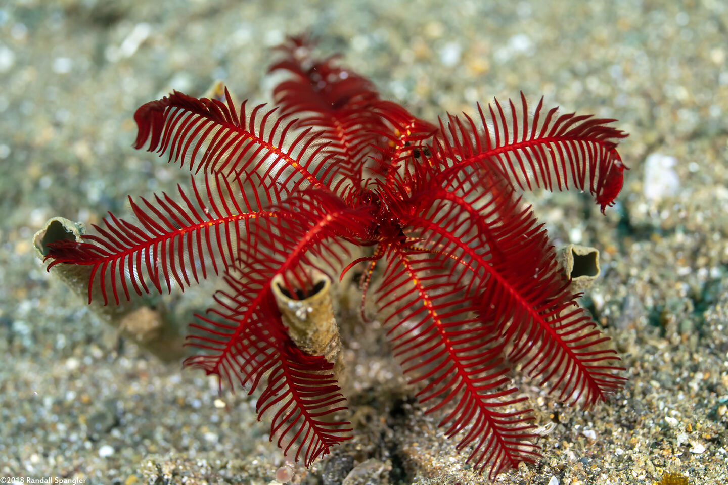 Oligometra carpenteri (Carpenter's Feather Star)