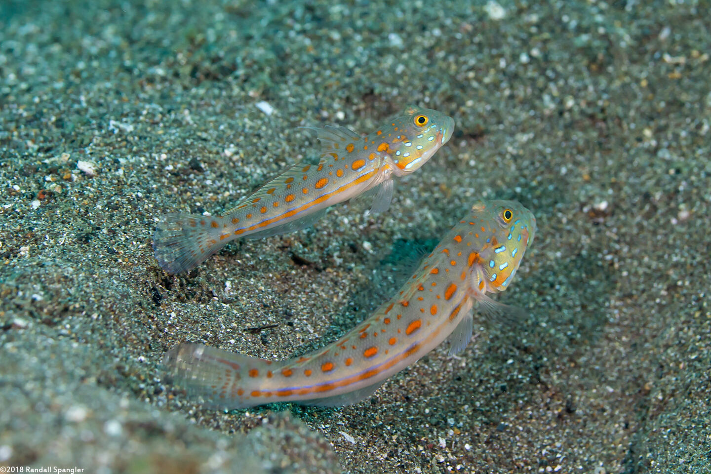 Valenciennea puellaris (Orange-Dashed Goby)