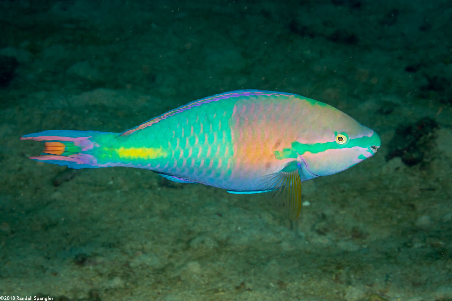 Scarus flavipectoralis (Yellowfin Parrotfish)
