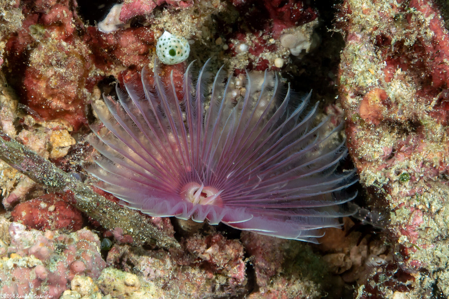 Bispira sp.2 (Bispira sp.2)