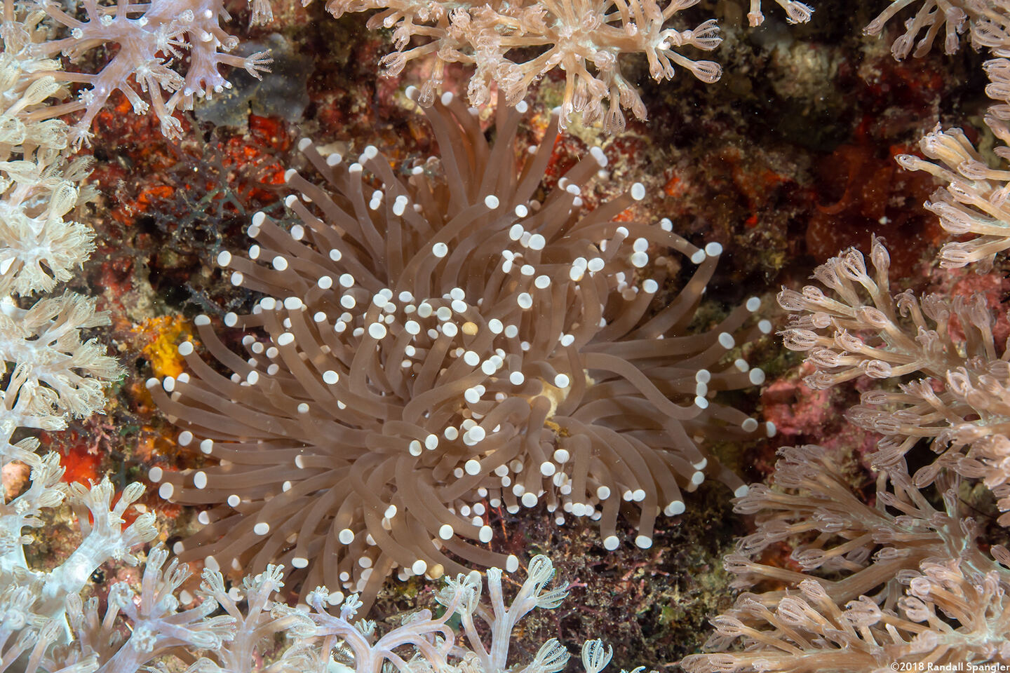 Euphyllia glabrescens (Euphyllia Glabrescens)