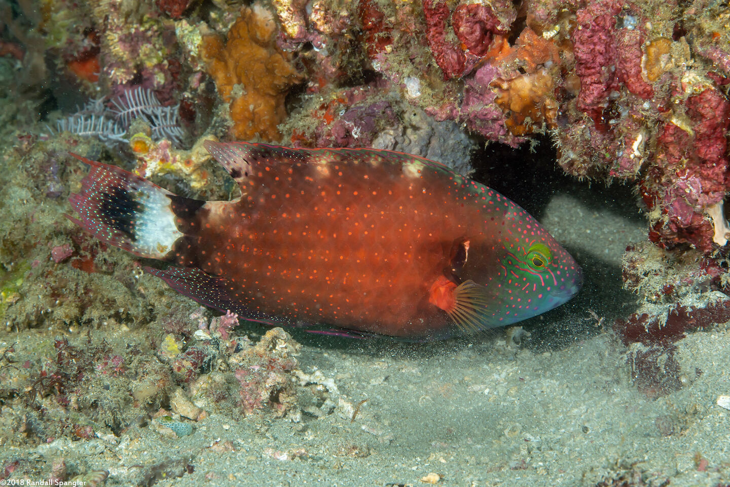 Cheilinus chlorourus (Floral Wrasse)
