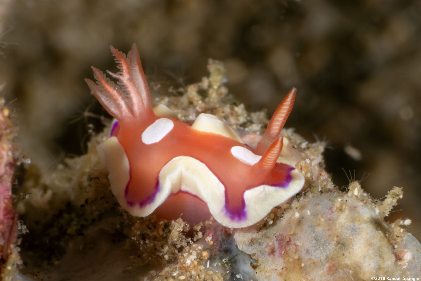 Mexichromis pusilla (Small Durvilledoris)
