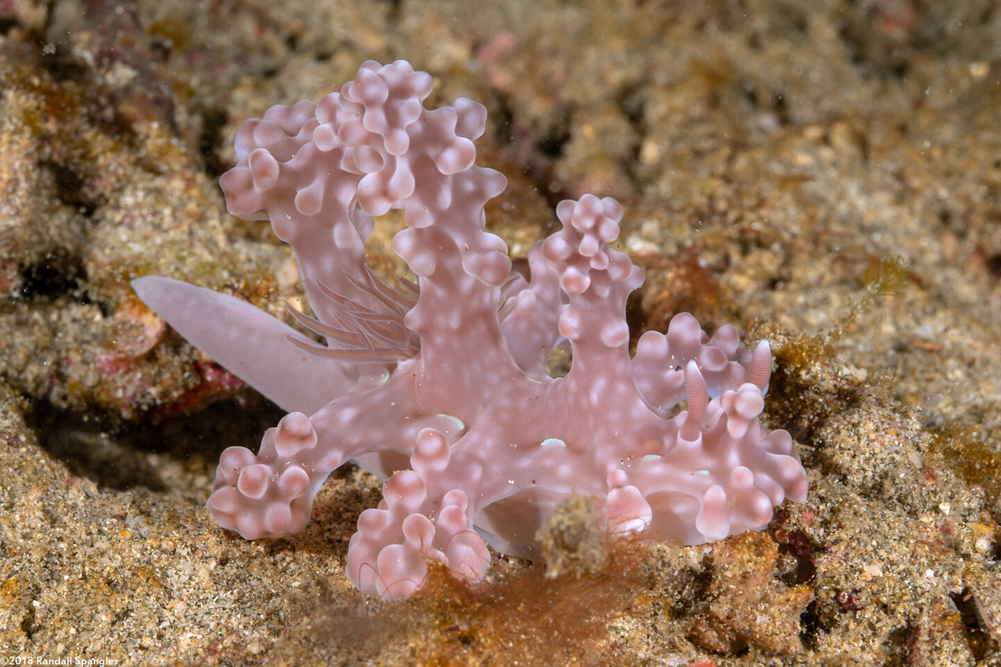Miamira alleni (Allen's Ceratosoma)