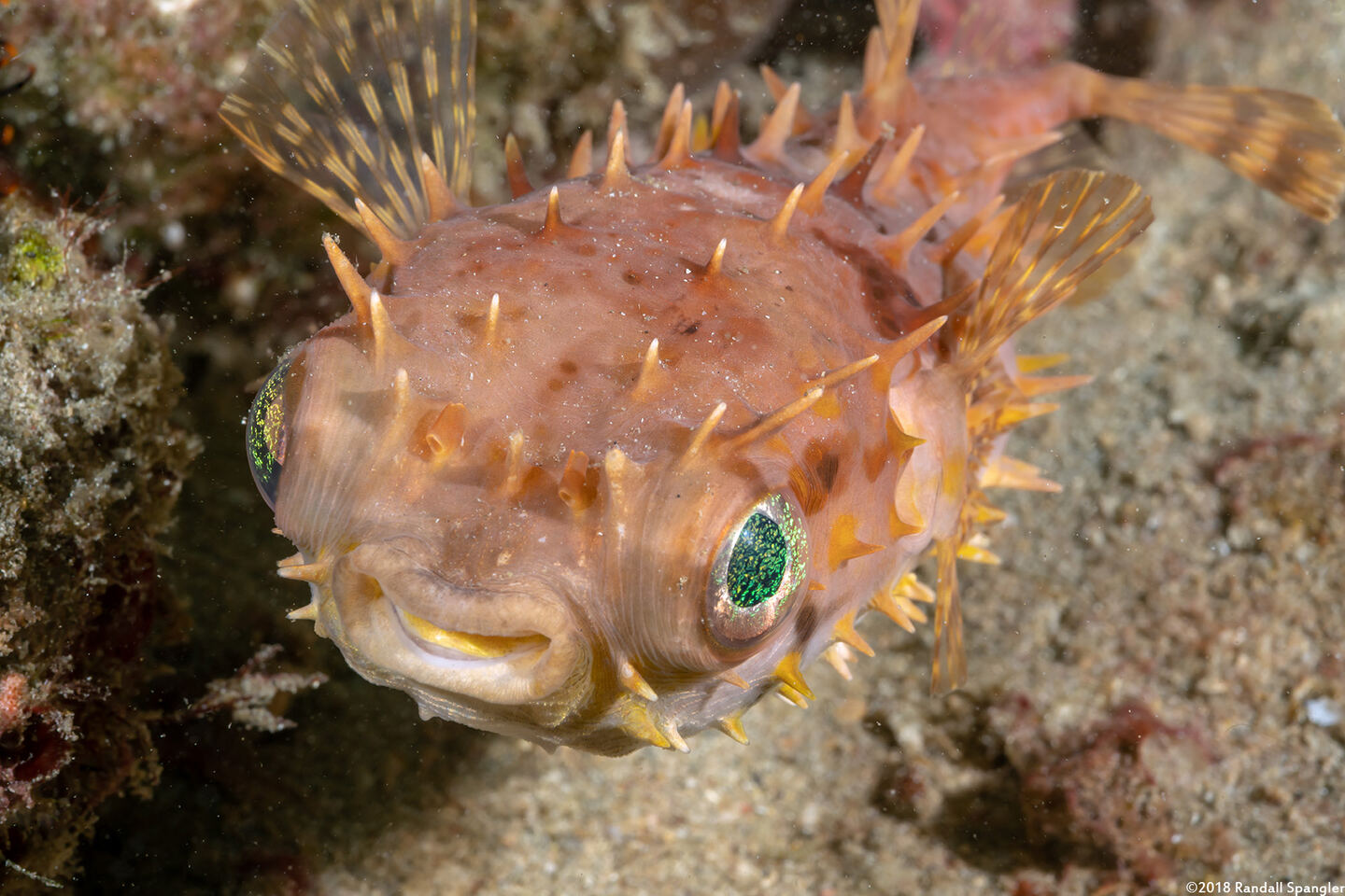 Cyclichthys orbicularis (Orbicular Burrfish)