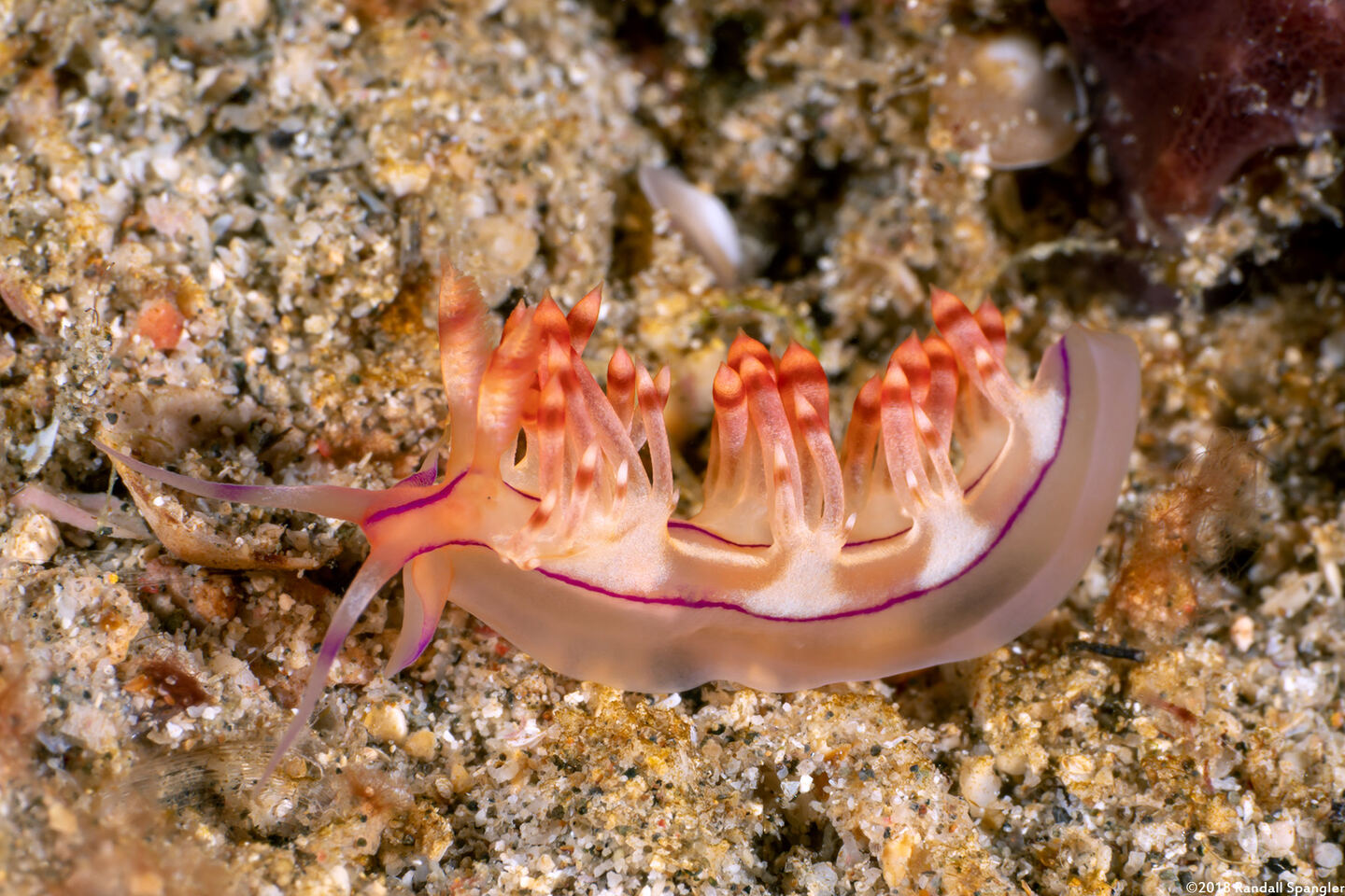 Coryphellina flamma (Flame Coryphellina)