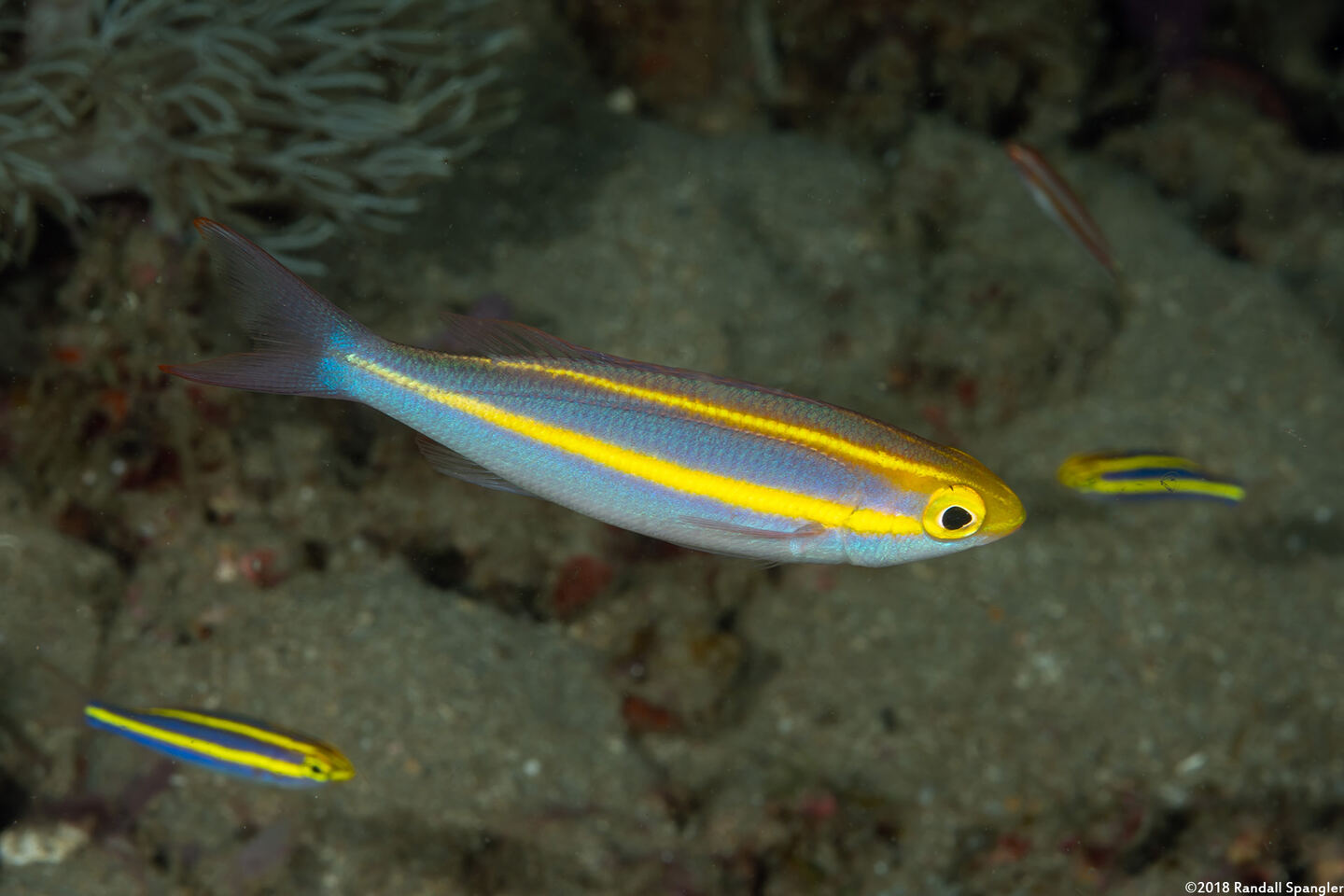 Pentapodus emeryii (Double Whiptail)