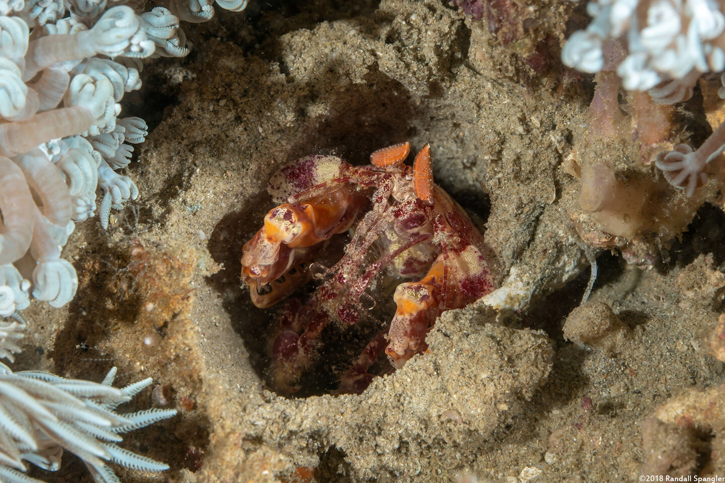 Lysiosquilloides mapia (Golden Mantis)