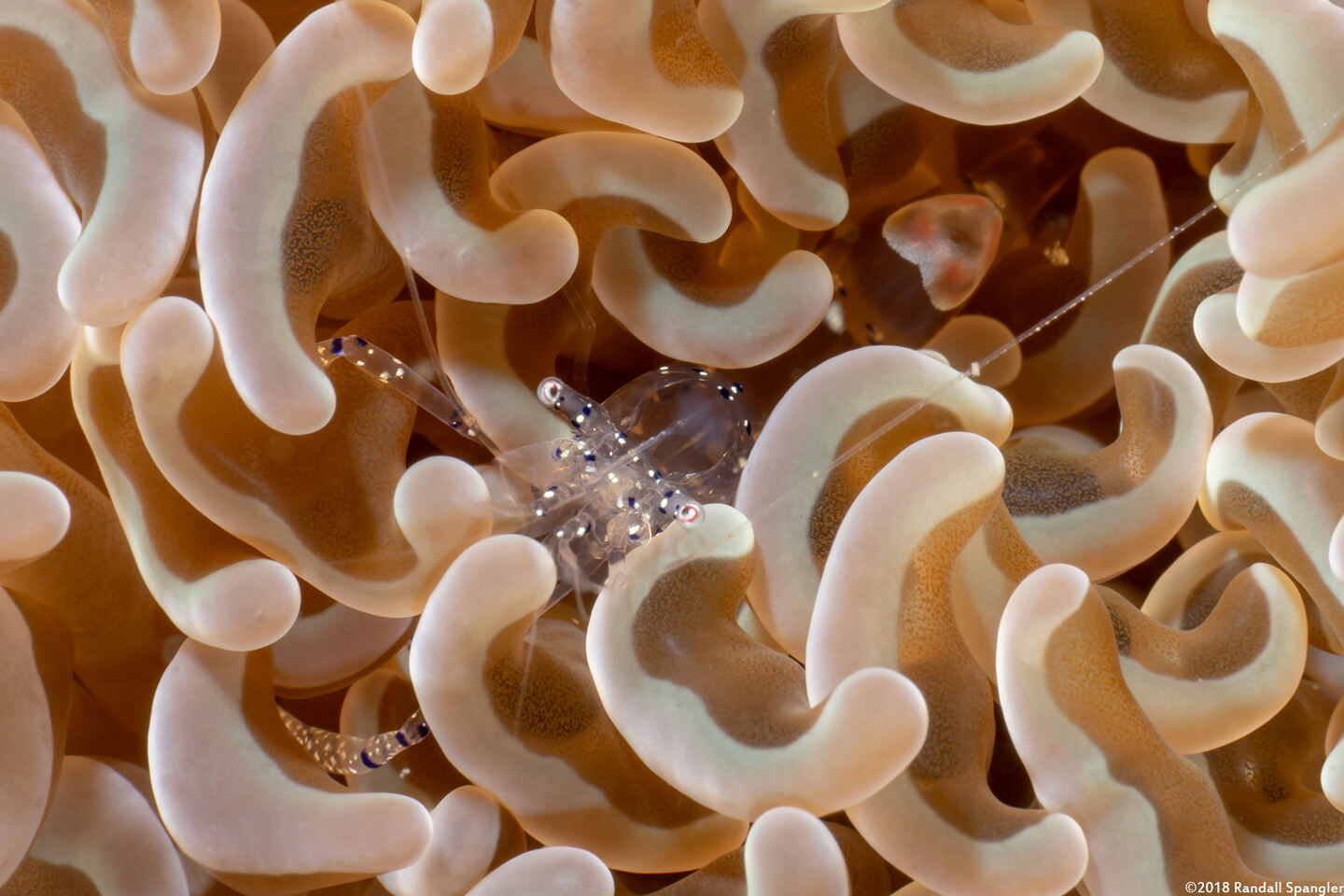 Ancylomenes venustus (Graceful Anemone Shrimp)