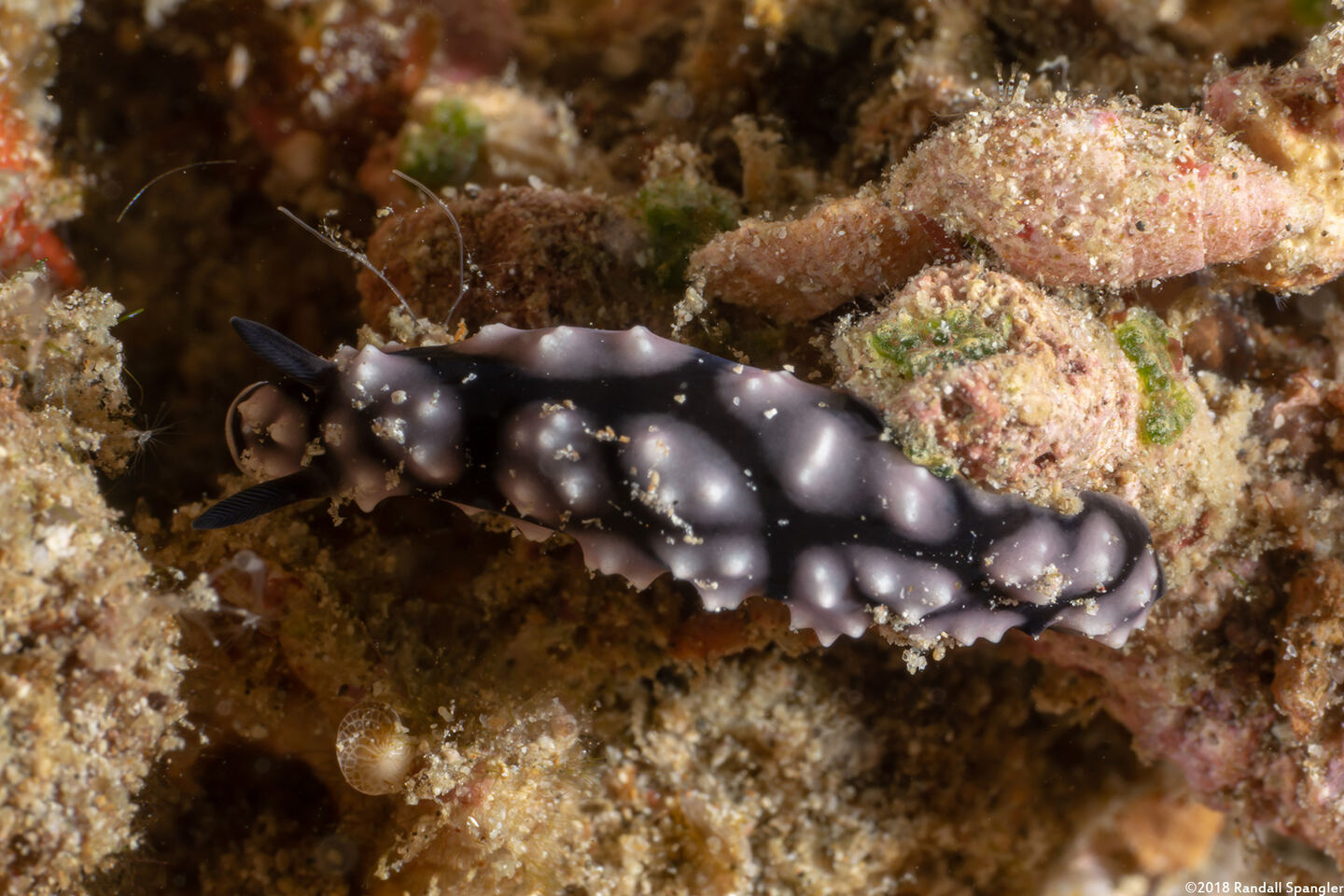 Phyllidiella pustulosa (Pustulose Phyllidia)