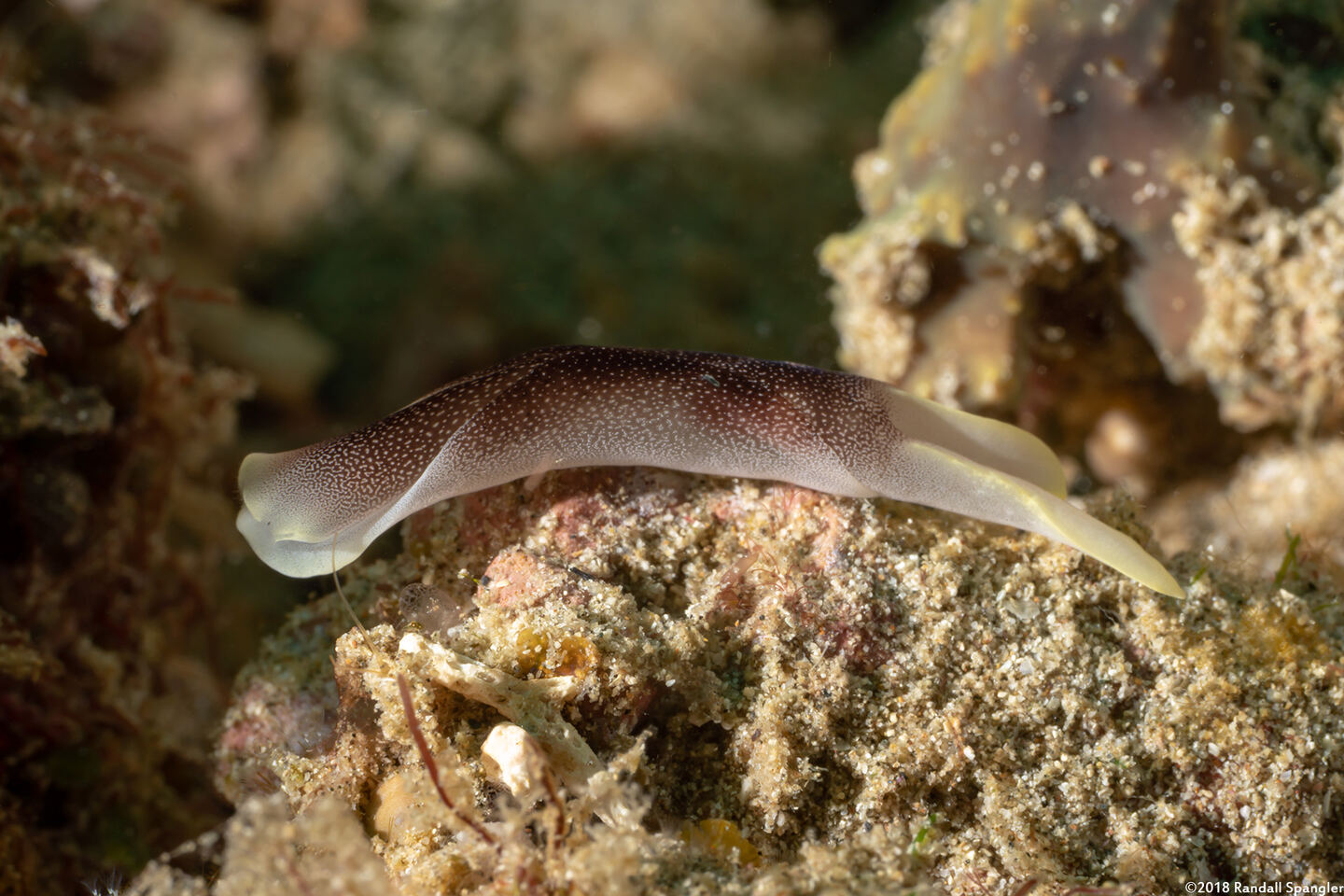 Chelidonura amoena (Lovely Headshield Slug)