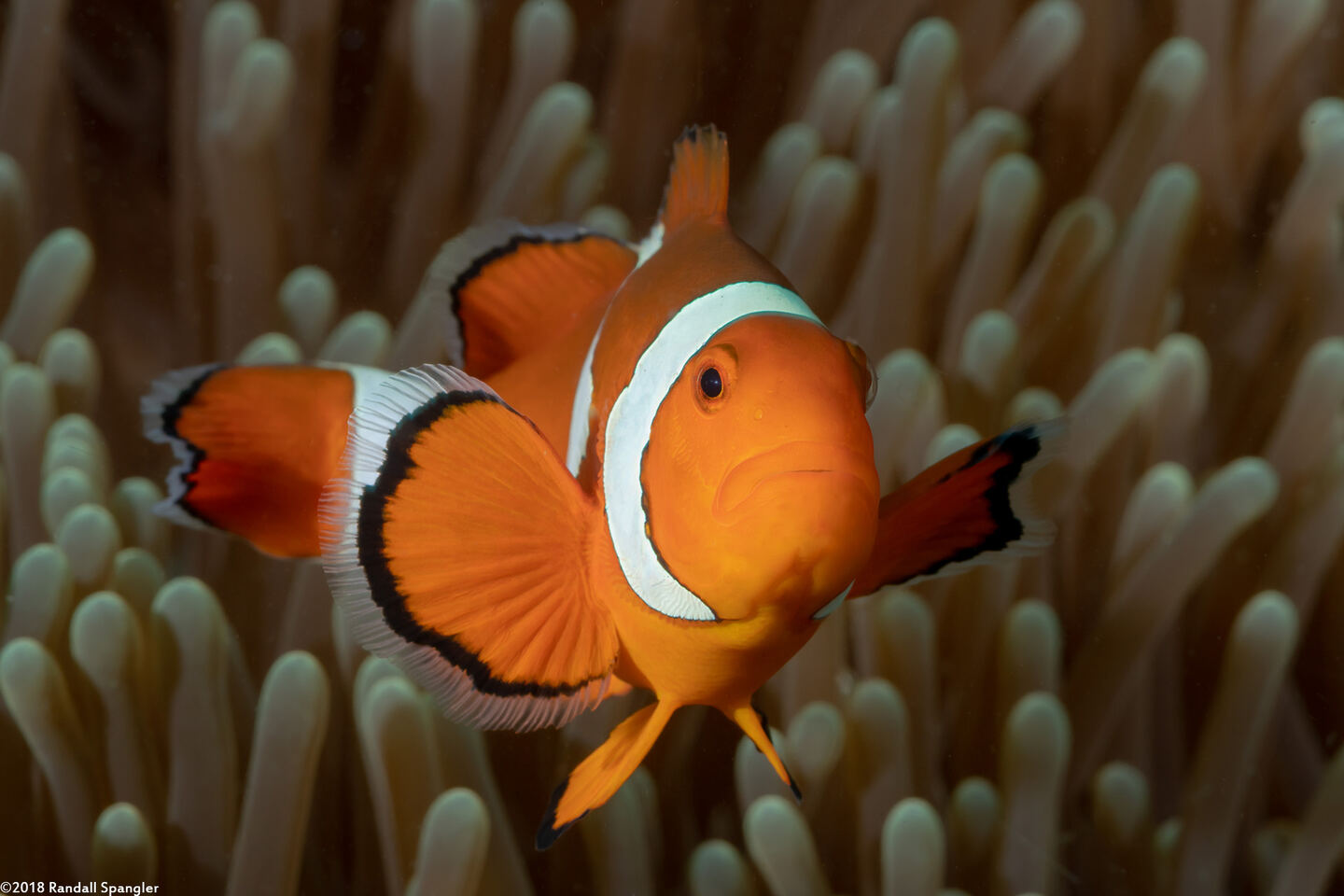 Amphiprion ocellaris (False Clown Anemonefish)