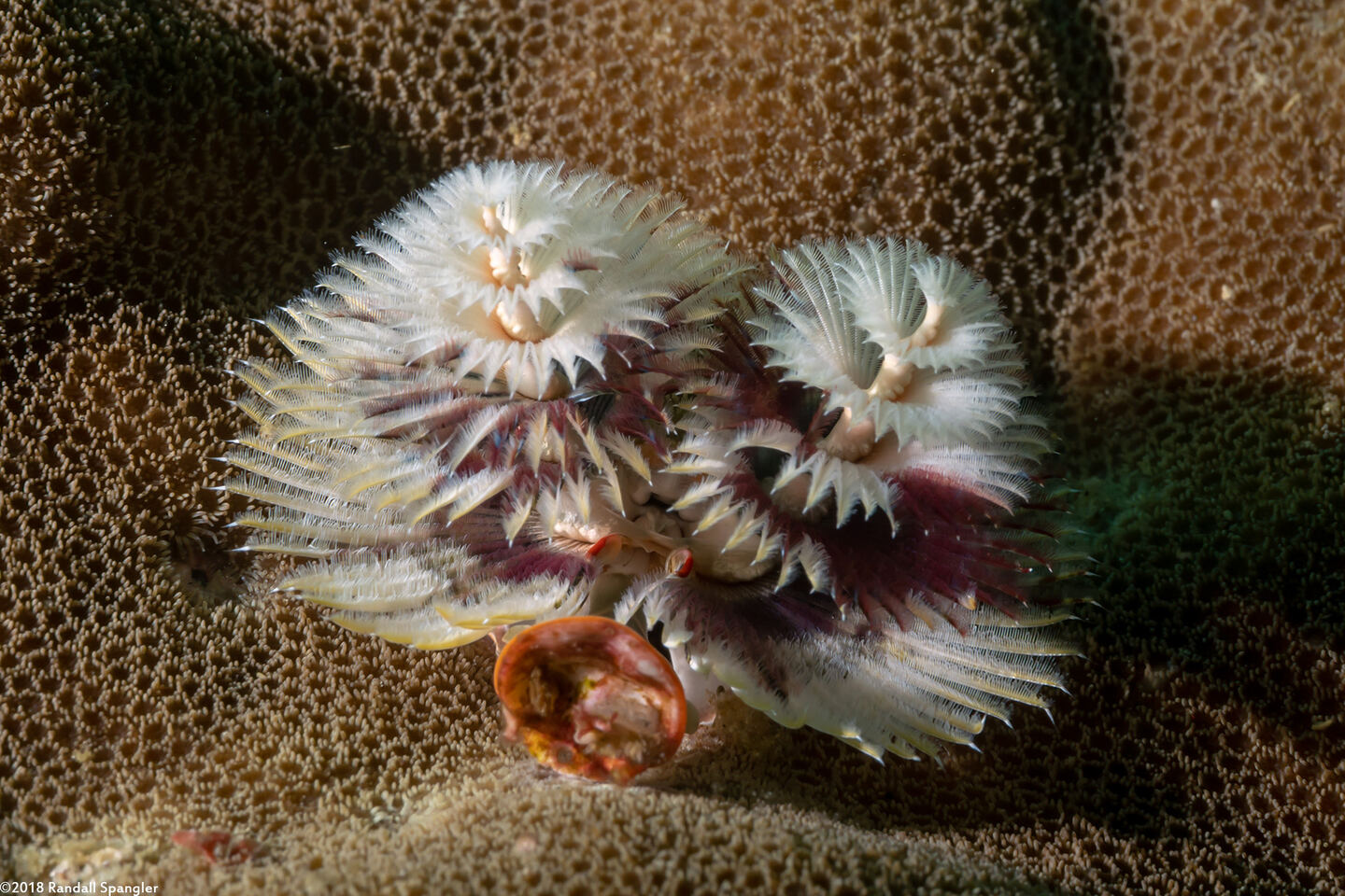 Spirobranchus sp.1 (Christmas Tree Worm)