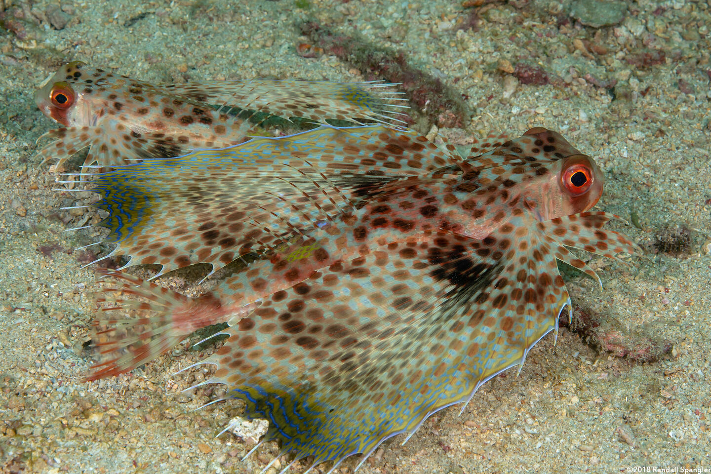Dactyloptena orientalis (Helmut Gurnard)