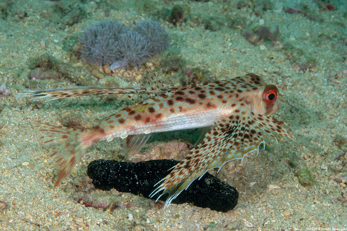 Dactyloptena orientalis (Helmut Gurnard)