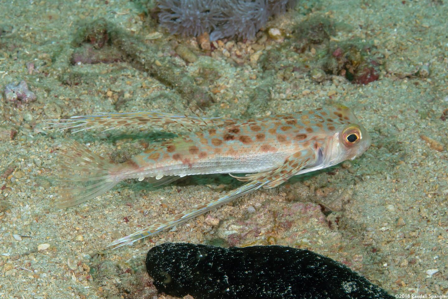 Dactyloptena orientalis (Helmut Gurnard)